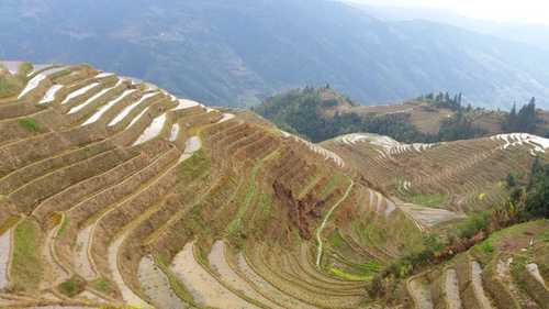 rice terrace