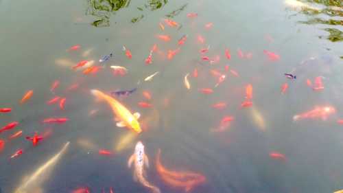 fish of prosperity