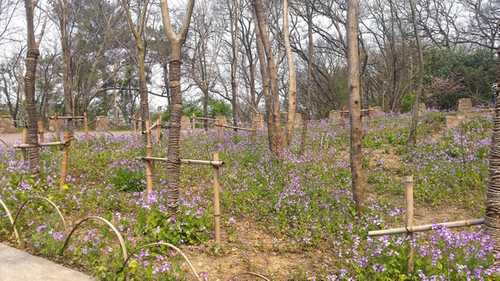 purple flower in the woods