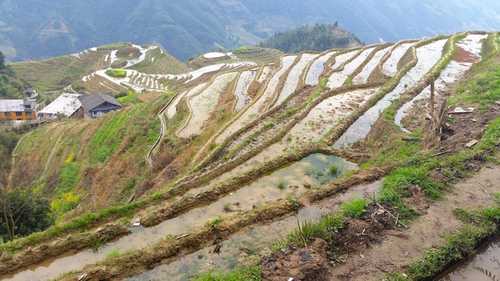 Longji Rice Terrace